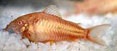 Tropical Fish: Albino Cory
