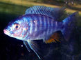 Tropical Fish: Ahli