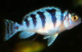 Tropical Fish: Blue Zebra - Kenyi