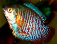 Tropical Fish: Dwarf Gourami