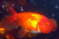 Bubble-Eye Goldfish 