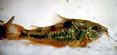 Tropical Fish: Mottle Cory
