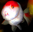Red White Lionhead Goldfish