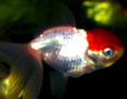 Red Cap Oranda Goldfish