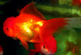 Red Oranda Goldfish