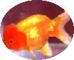 Gold Fish : Lionhead